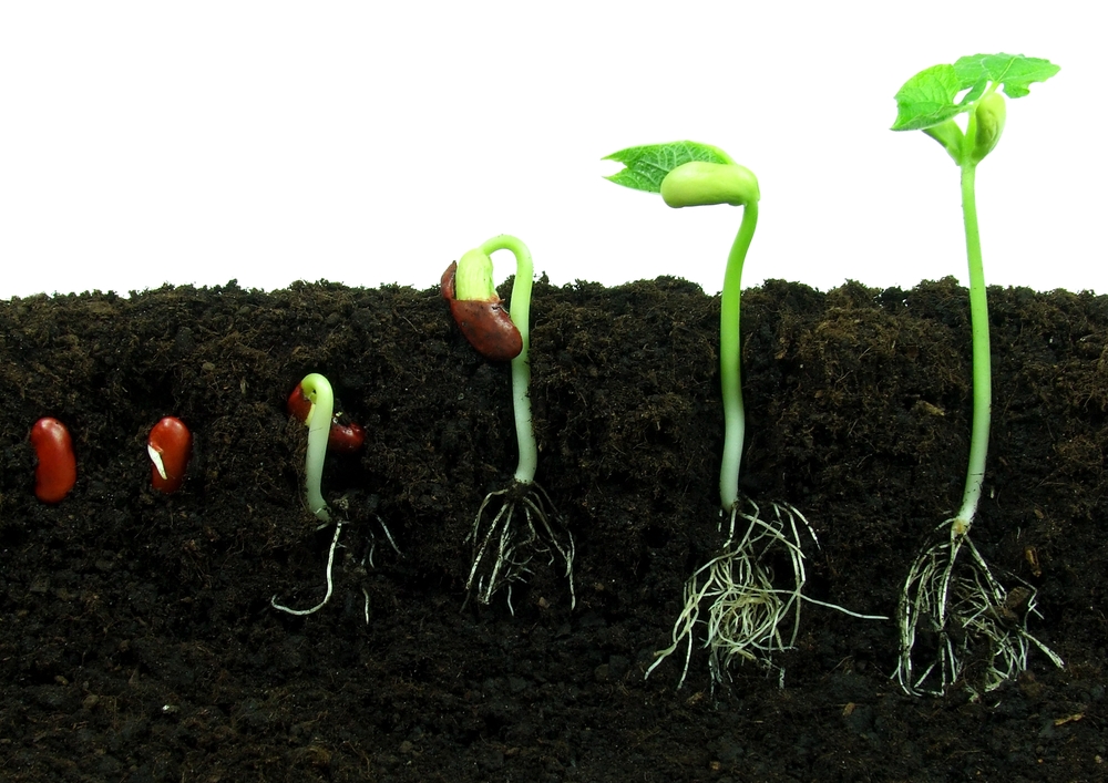 BEST TIPS TO GROW PLANTS FROM SEEDS