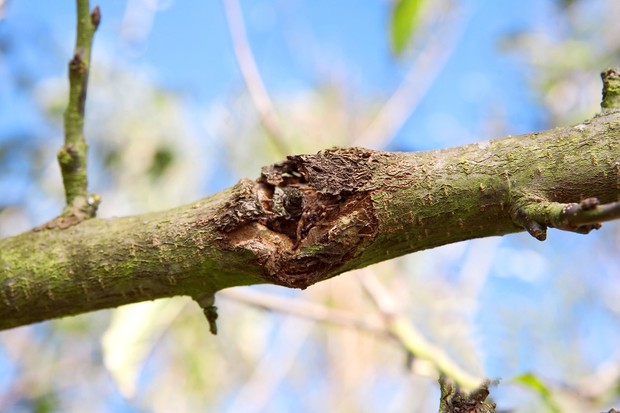 Apple Tree Diseases: How to Identify and Treat Common Diseases