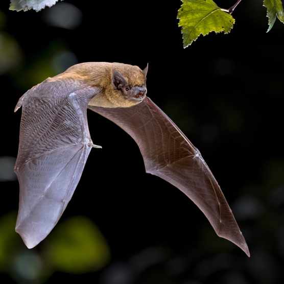 Flying Pipistrelle bat (Pipistrellus pipistrellus) - Getty images