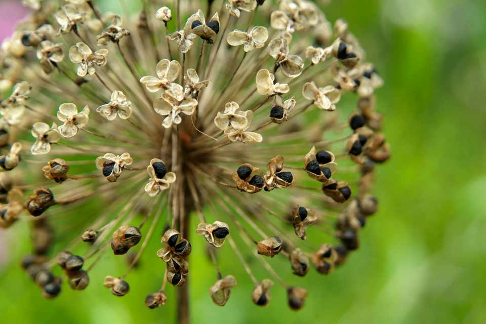 Collect Allium Seeds - BBC Gardeners World Magazine