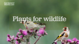 Go wild in August - BBC Gardeners World Magazine