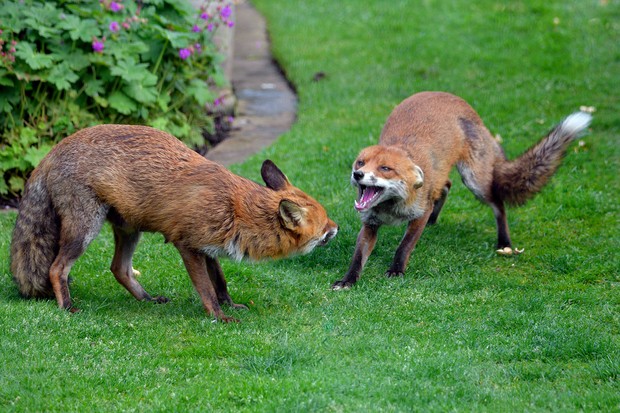 How to Deter Foxes - BBC Gardeners World Magazine
