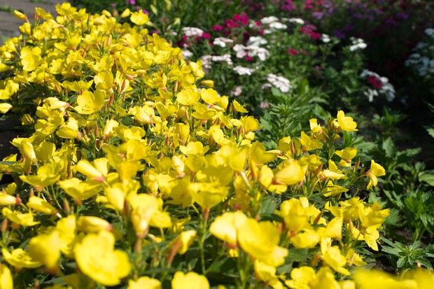 How to Grow Evening primrose (Oenothera biennis)