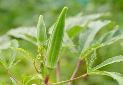 Healthy Okra Plant