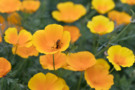 Start sowing in August - BBC Gardeners World Magazine