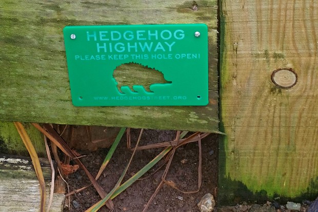 10 Ways to Help Hedgehogs