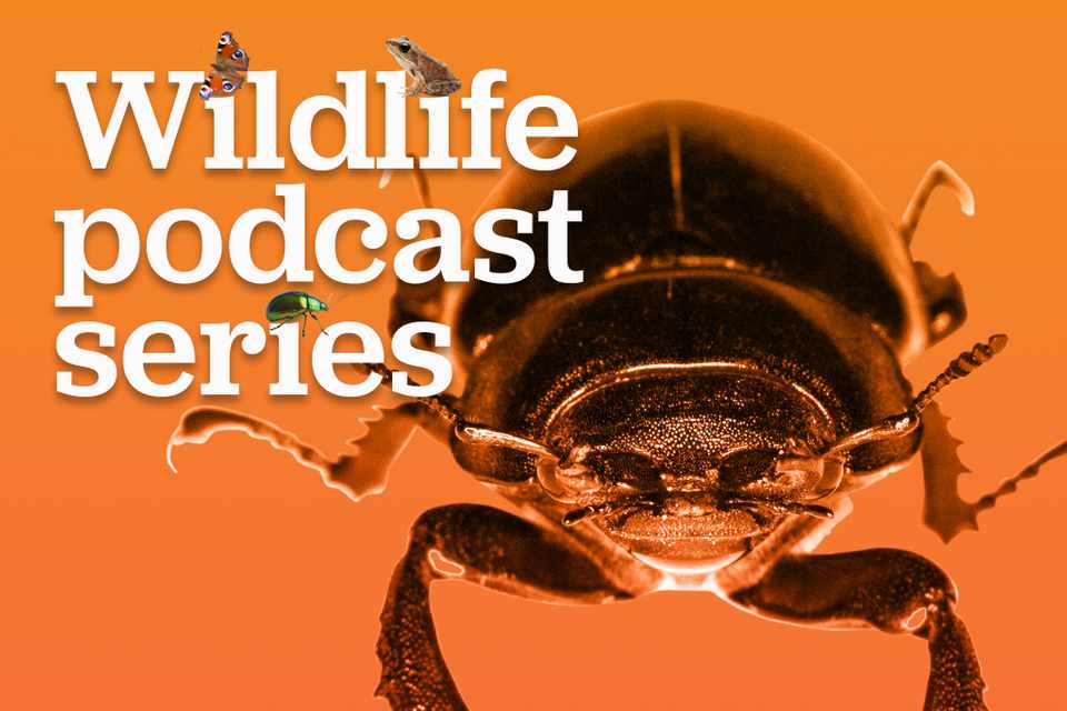 Beetles with 'Bugman' Jones - BBC Gardeners World Magazine