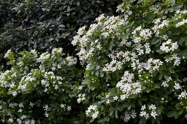 Choisya ternata: Pruning and Caring for Mexican Orange Blossom