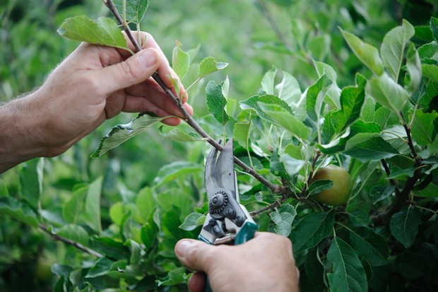 Eight Reasons to Prune Plants in Summer