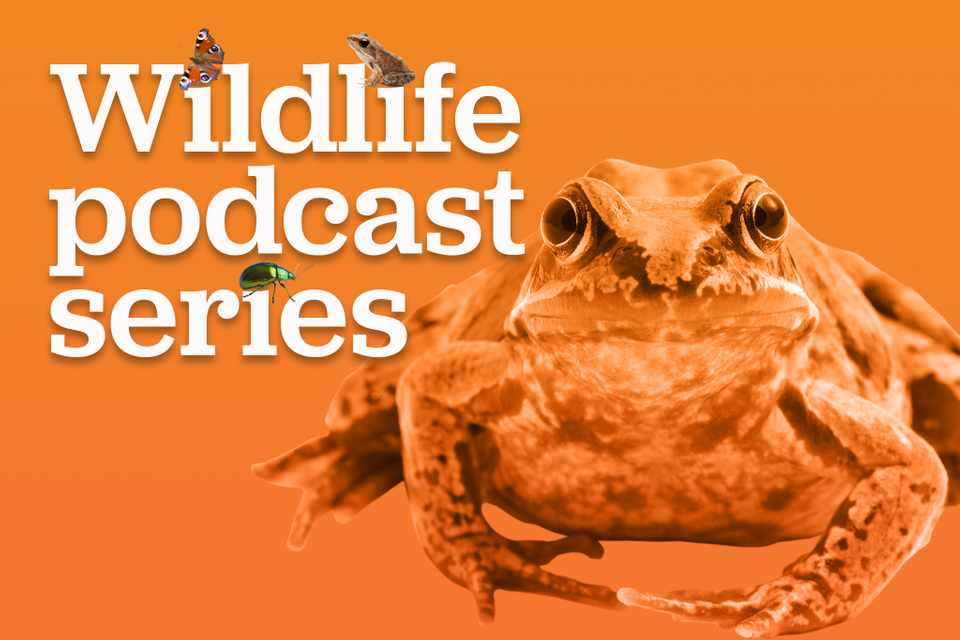 Frogs with Jules Howard – wildlife podcast