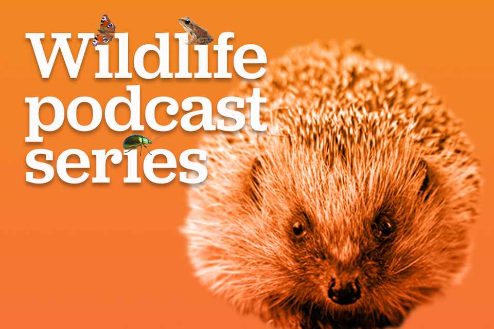 Hedgehogs with Hugh Warwick wildlife podcast