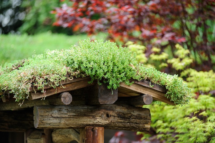 How to grow sedums - sedum as a green roof