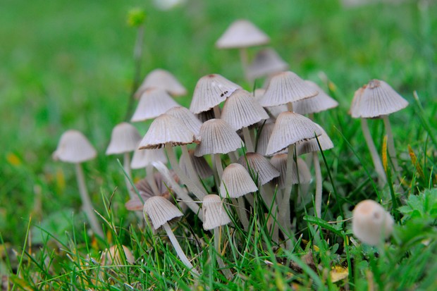 What is a Toadstool? - BBC Gardeners World Magazine