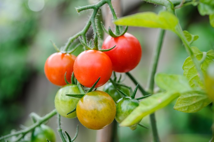The race is on to ripen up as many tomatoes as possible