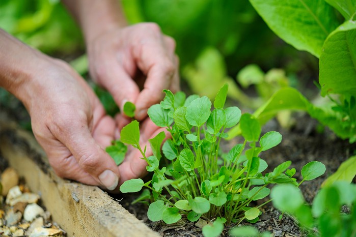 Picking leaves from American land cress