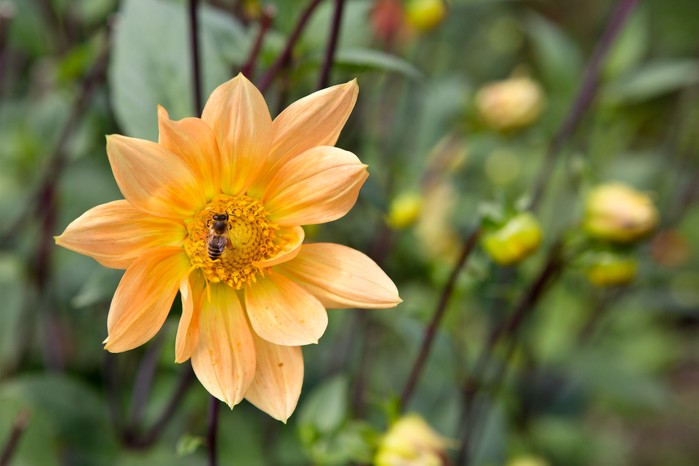 Honeybee on 'Peach Brandy' dahlia