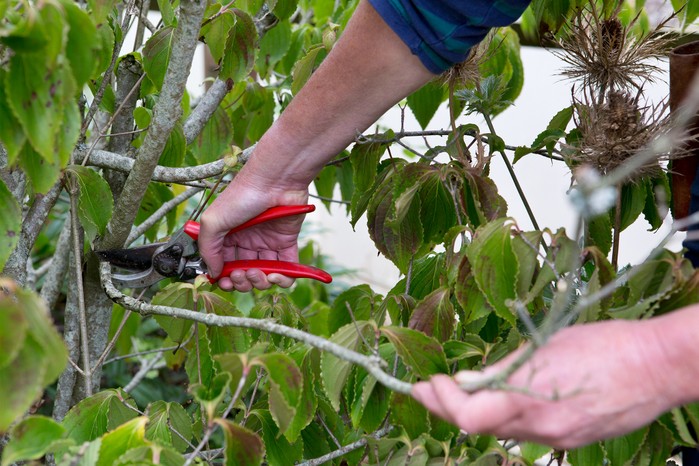 Tidying up Cornus kousa branches