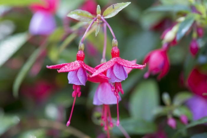 10 Plants to Propagate in September