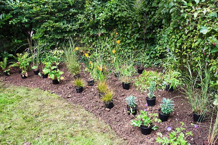 Plants set out in a border ready for planting