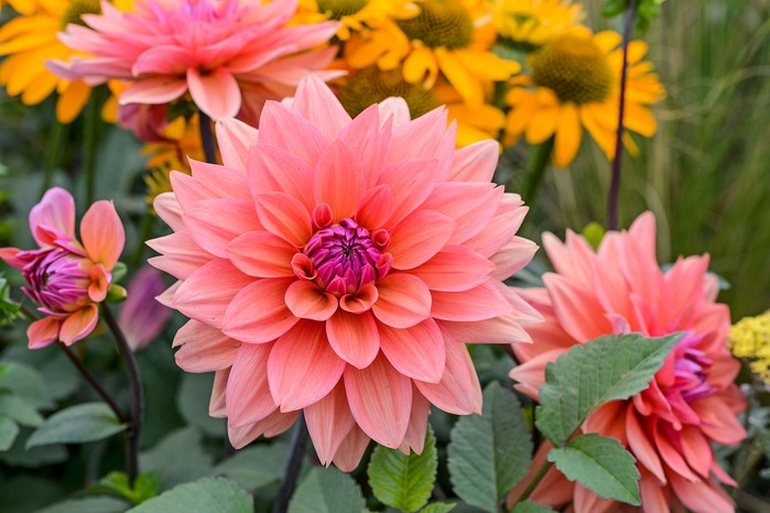 Dahlia 'American Dawn', blooms year after year, with a little protection