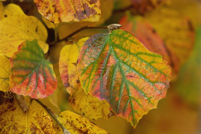 Fothergilla major Monticola Group autumn leaves. Photo: Getty Images.