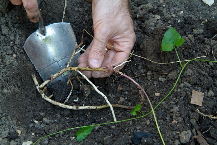 Bindweed roots being dug out with a trowel