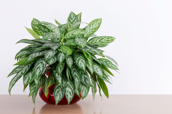 Chinese evergreen growing on a shelf. Getty Images