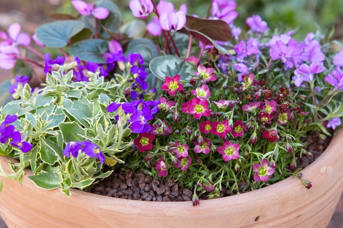 Creeping phlox growing in a pot with cyclamen