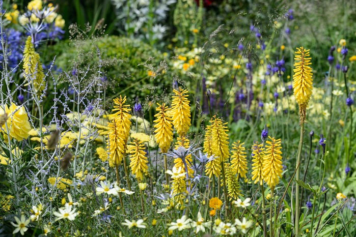 Kniphofias and perovskia growing together in a border