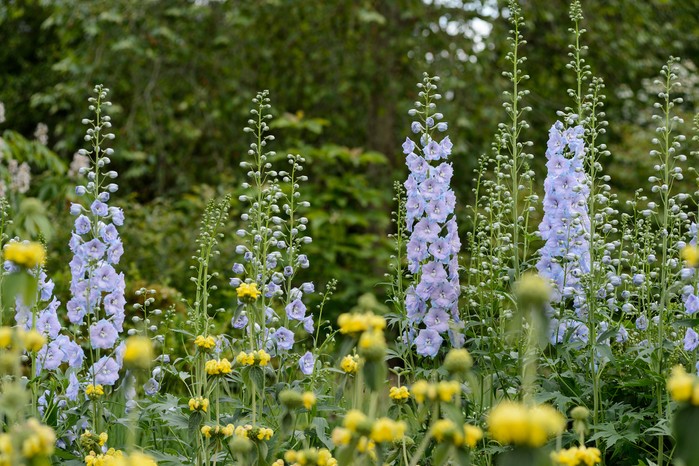 Larkspur growing with yellow phlomis. Hilliers