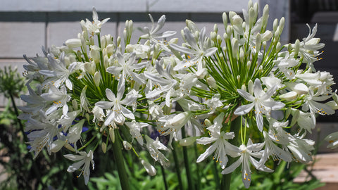 Growing Guide: How to Grow Agapanthus
