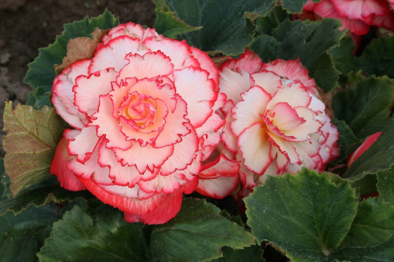 Growing Guide How to Grow Begonias