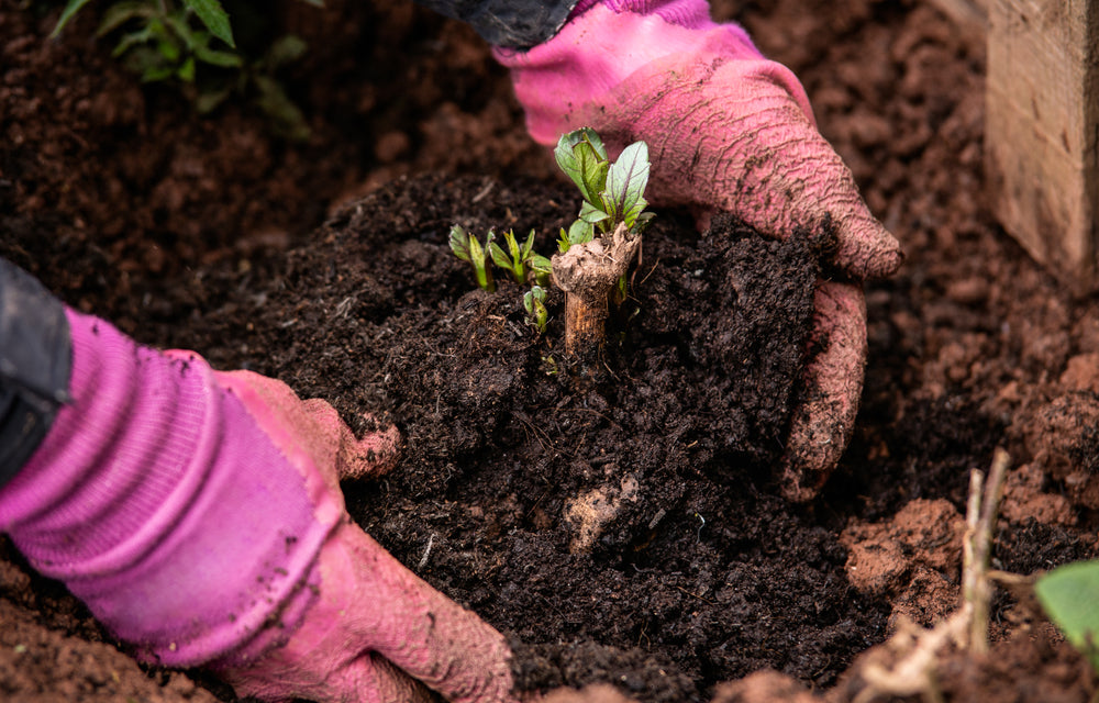 Planting dahlia tubers