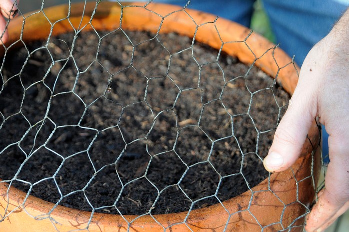 How to grow crocuses - pot of planted crocus bulbs covered in chicken wire