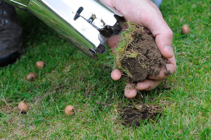 How to Grow Crocuses | BBC Gardeners World Magazine
