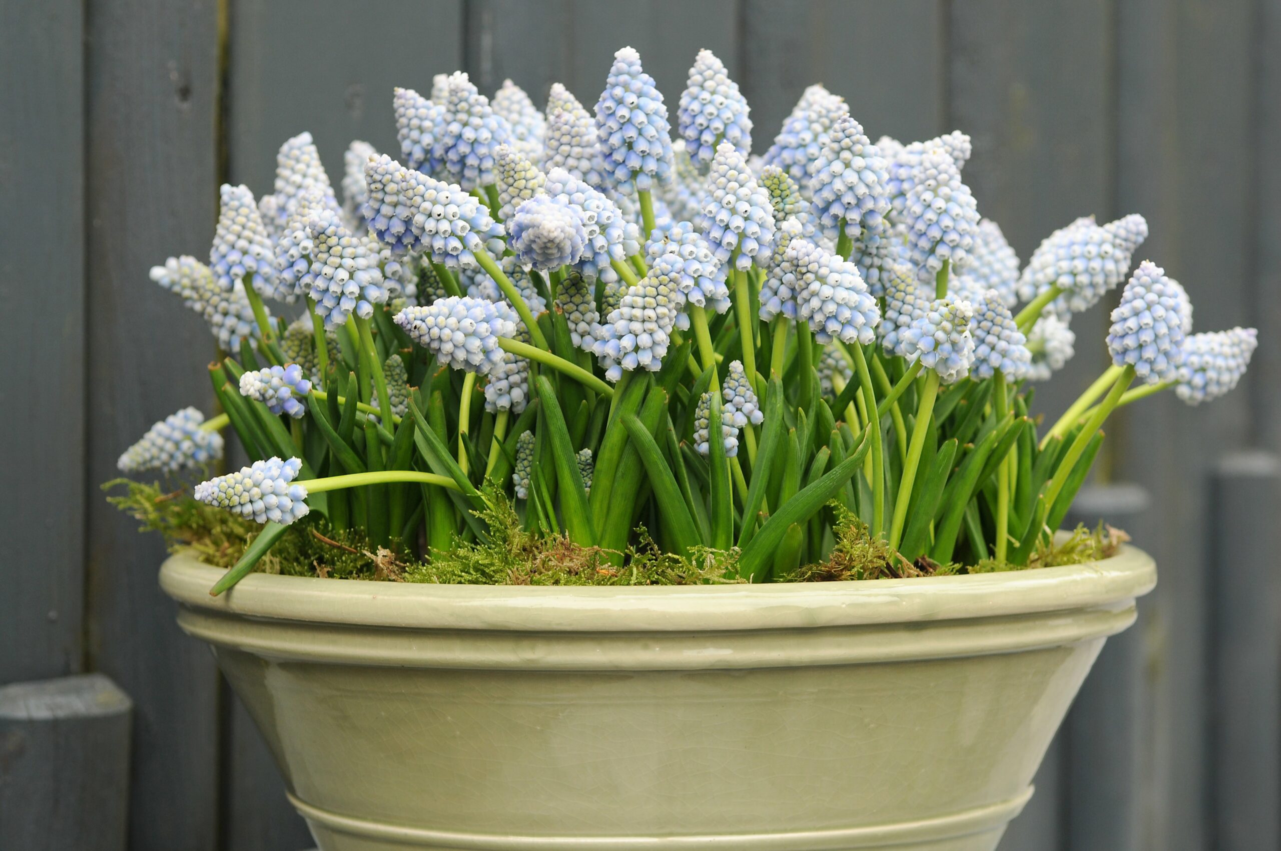 Grape Hyacinths planted in pots
