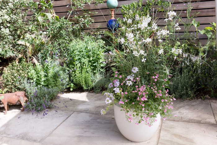 Diascia growing in a pot with dianthus, gaura and miscanthus