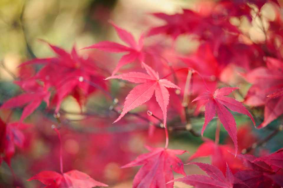 Plant an Acer in a Pot