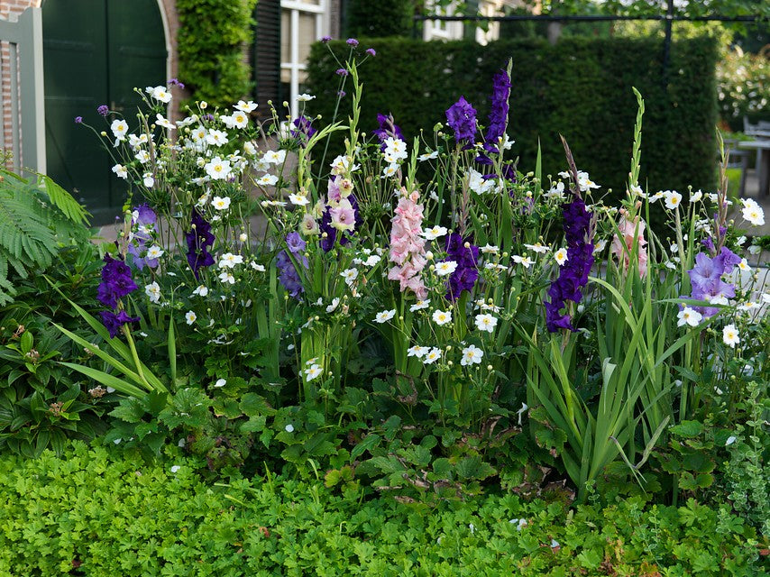 Tips for Growing and Using Gladiolus