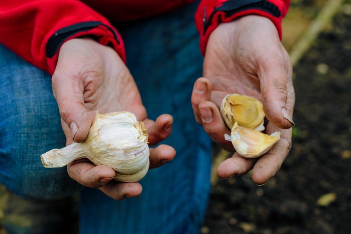 Planting pink garlic bulbs