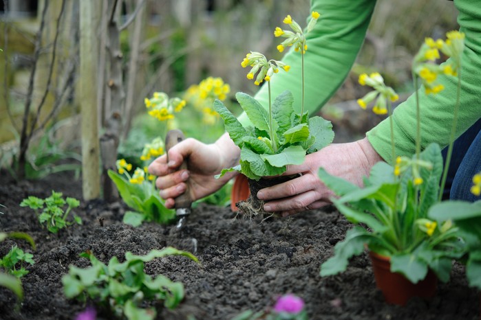 Grow Primula veris in moist soil in partial shade