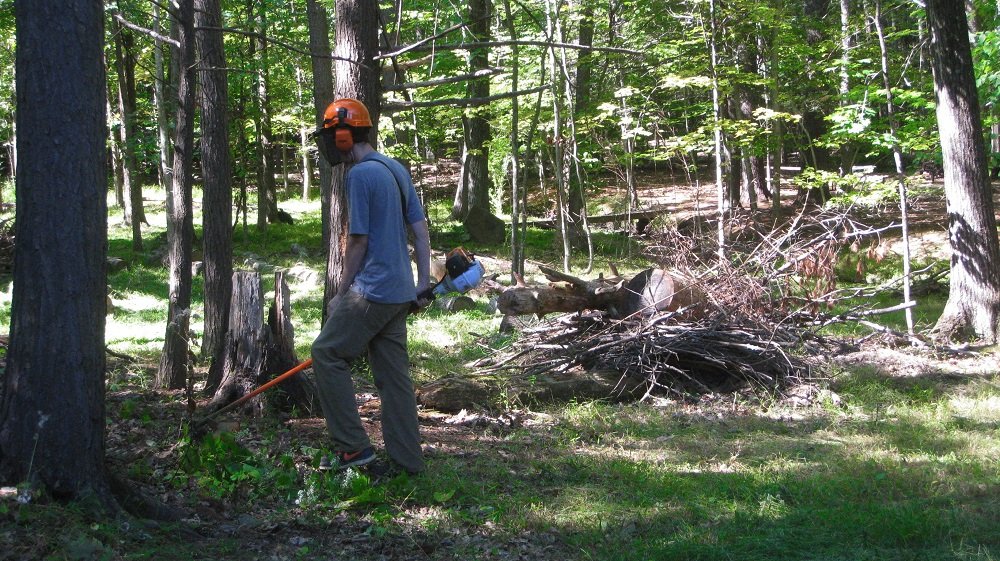 ivy removal services