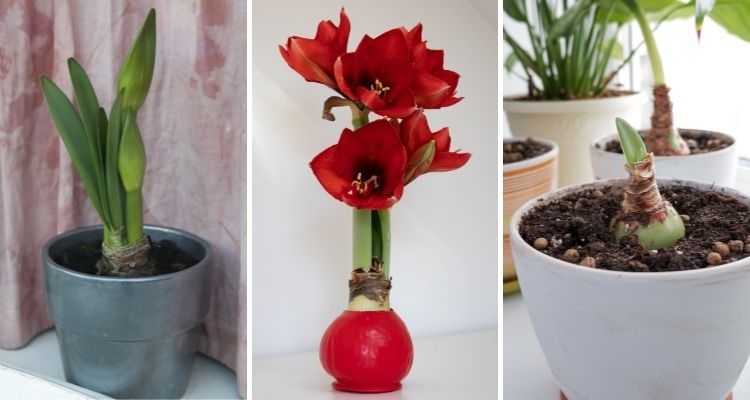 Amaryllis Bulbs