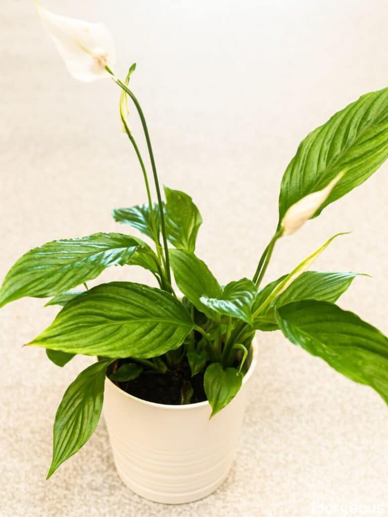 potted peace lily