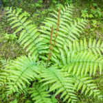 How to Grow and Care for Cinnamon Ferns