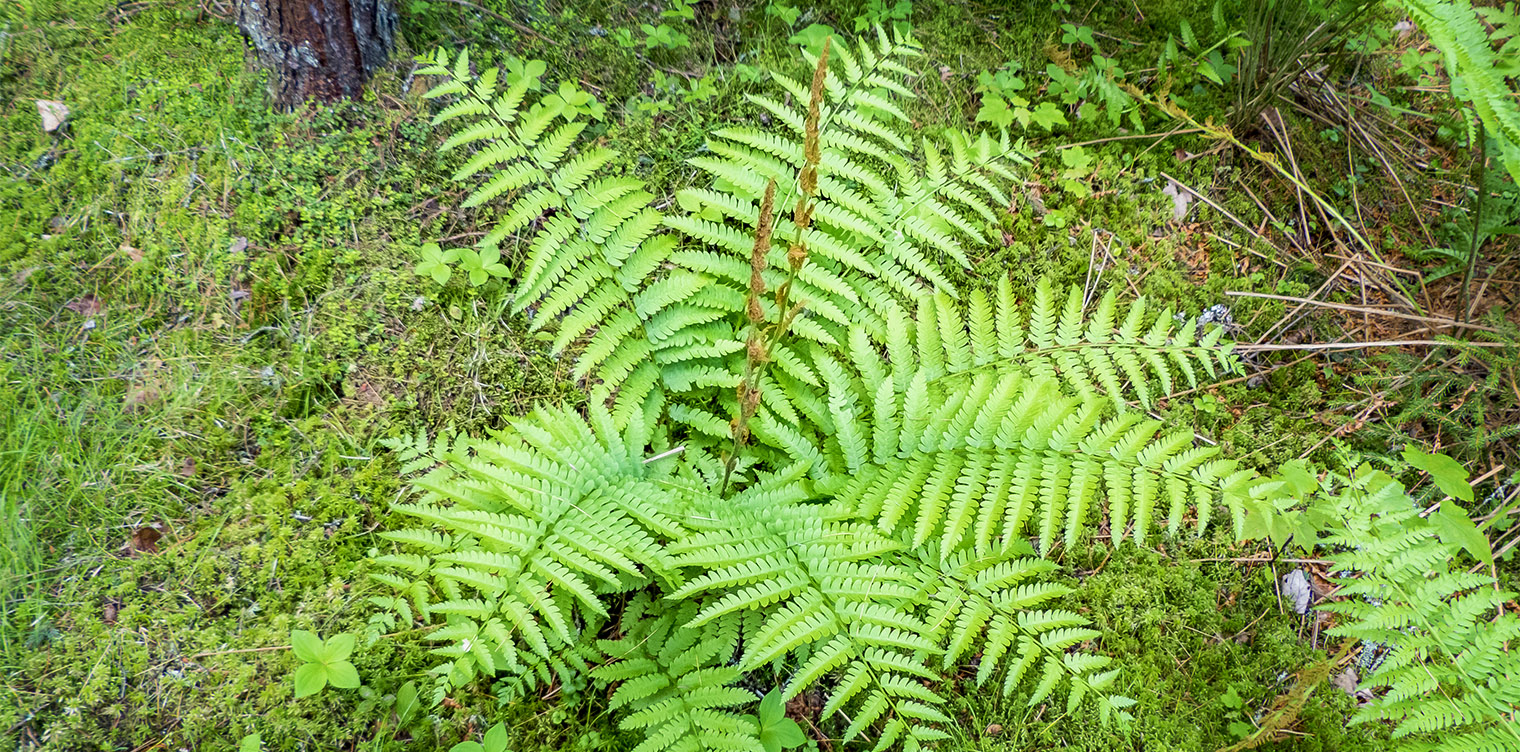 How to Grow and Care for Cinnamon Ferns