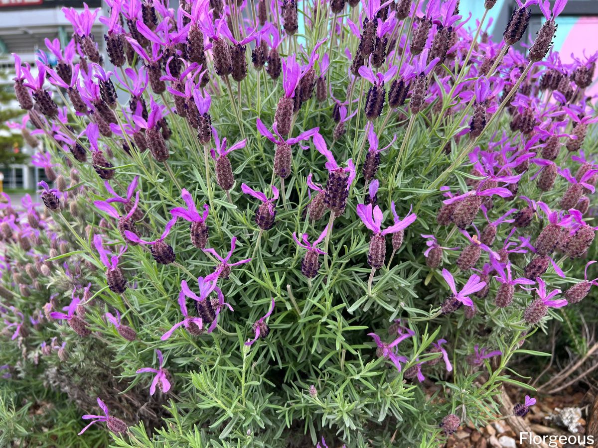 lavender companion plants
