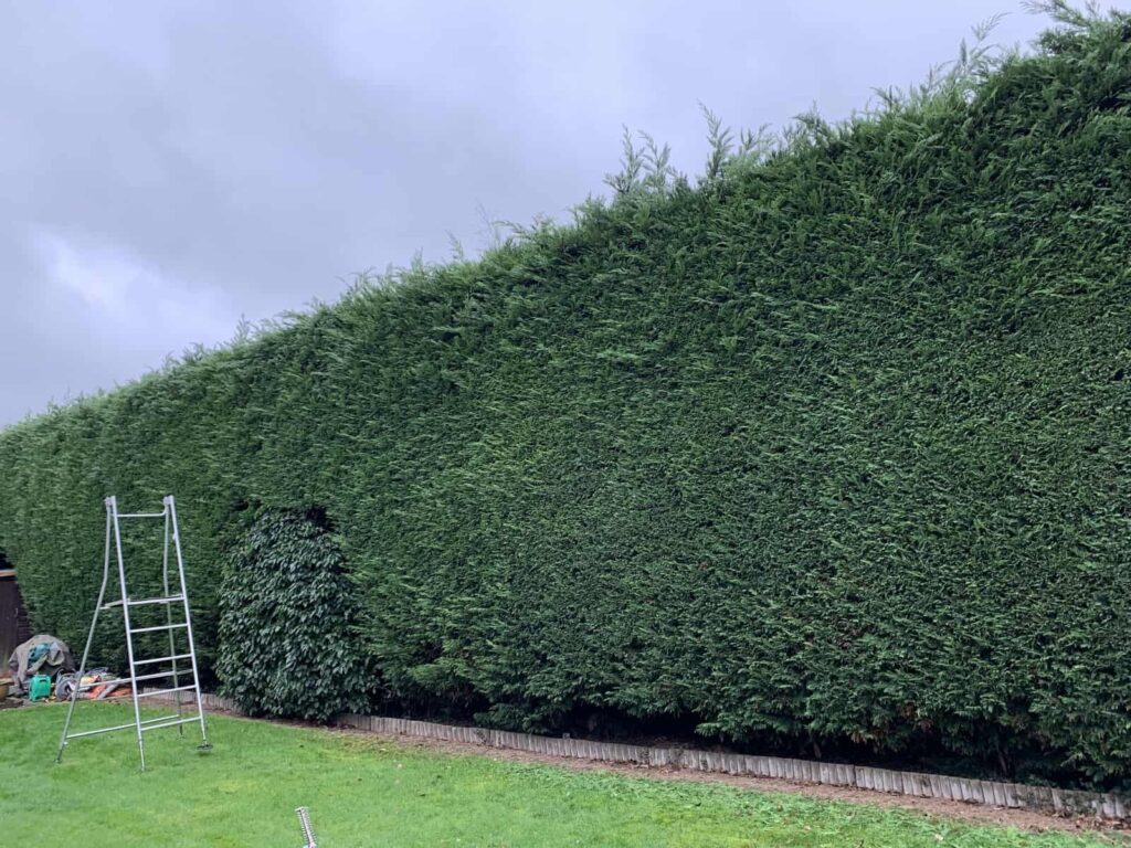 hedge trimming services