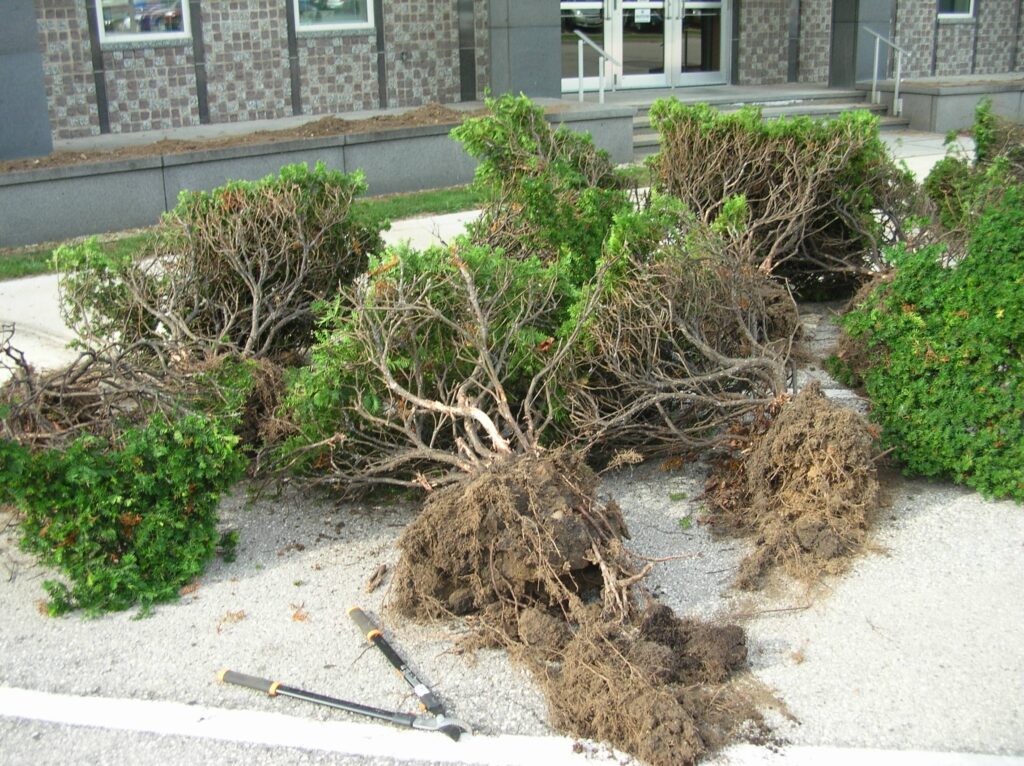 shrubs removal services